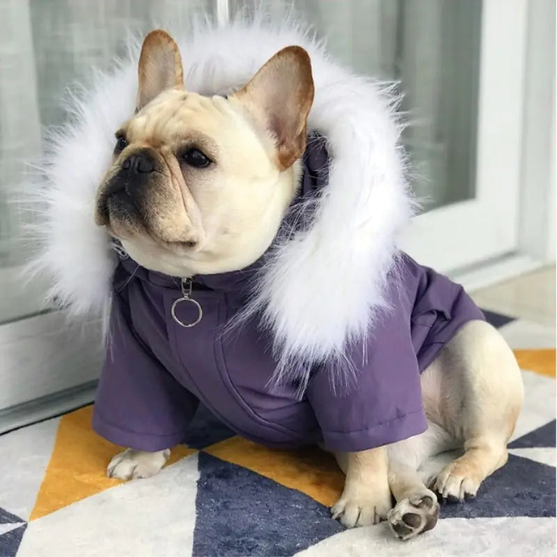 Winter Padded Dog Coat for Teddy and Pomeranian